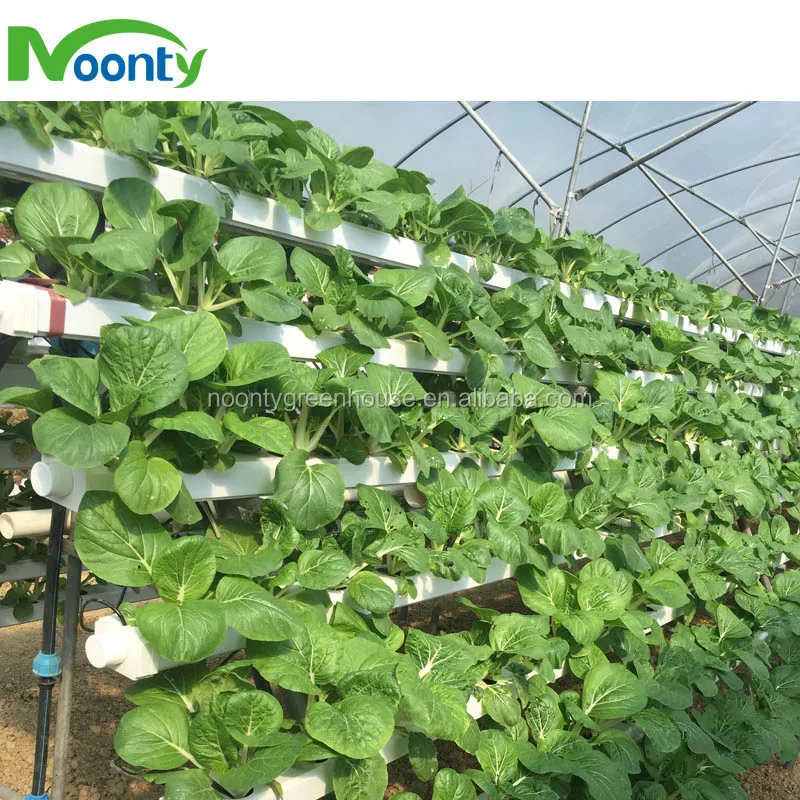 Hydroponics Plant 2.jpg