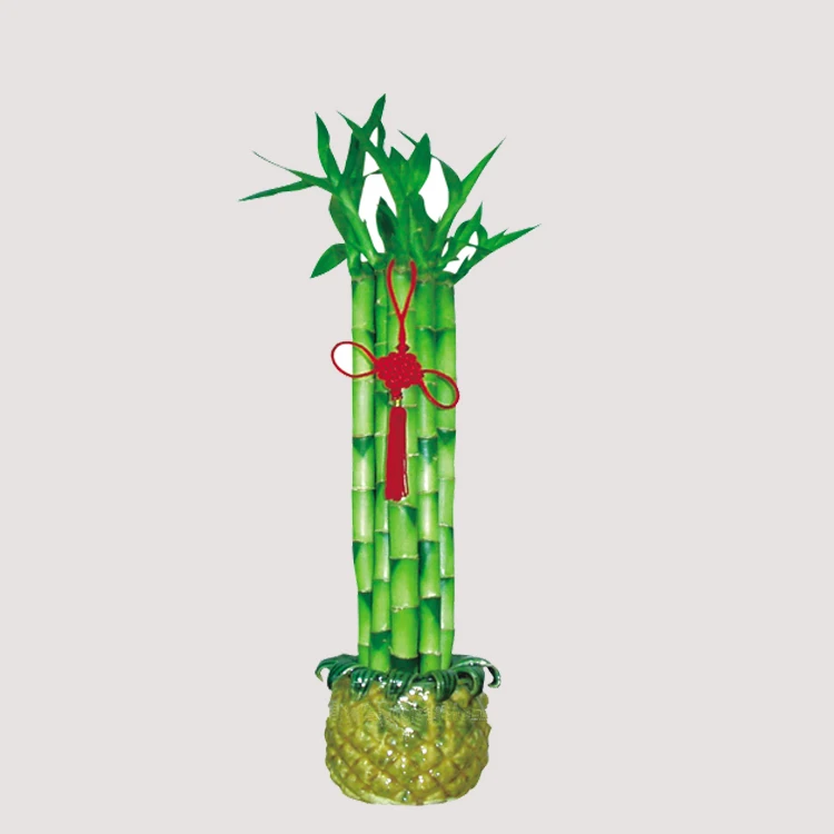 
factory natural plants dracaena sanderiana lucky bamboo 