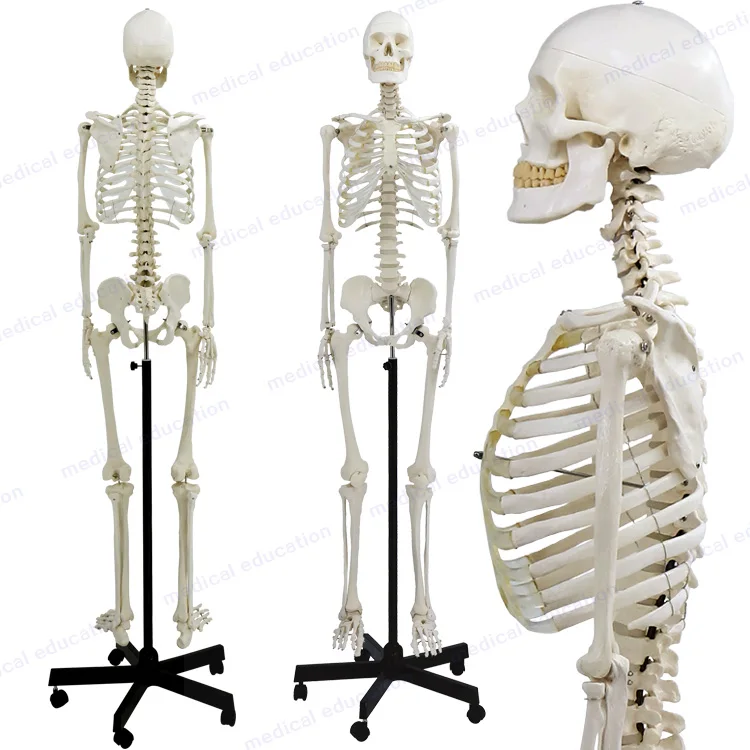 
Human Skeleton model, 170cm, full size, articulated, educational model, anatomical model 