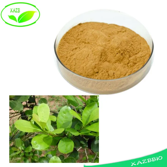 100 Natural Paraguay Tea Yerba Mate Extract Powder/yerba Mate