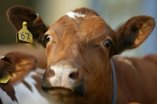 动物识别耳朵标签 rfid 标签牛/羊/牛有或没有芯片
