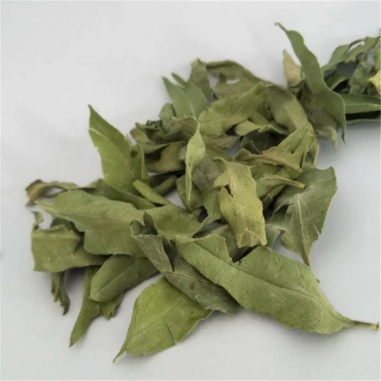 Chinese Natural Apocynum venetum leaf /bluish dogbane leaf /kender leaf tea on sales - 4uTea | 4uTea.com