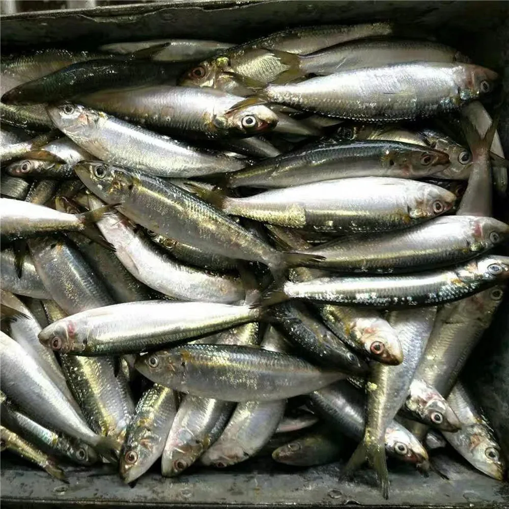 Sardines In Vegetable Oil Bulk Canned Sardines Export To South Africa