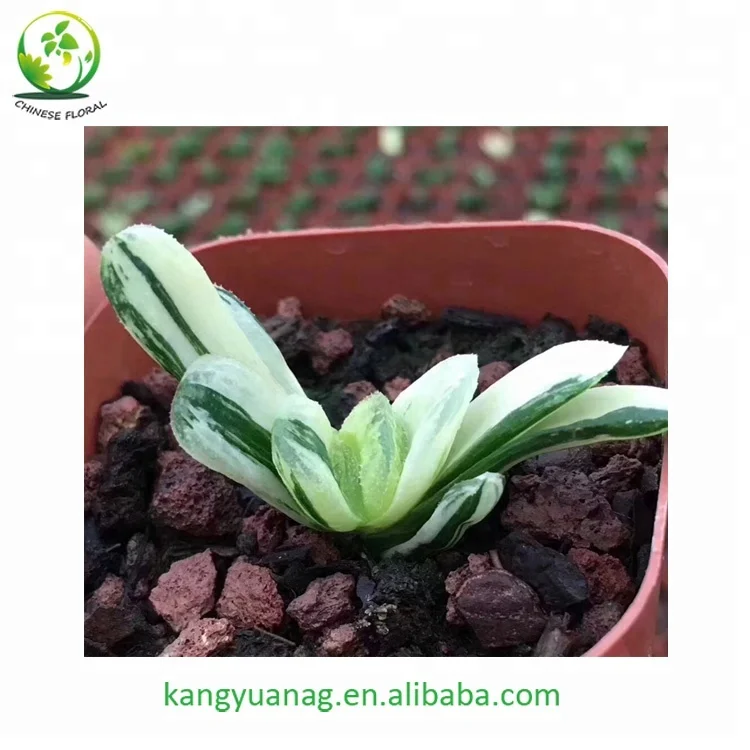 
Haworthia truncata variegata 