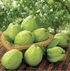 Natural plant Red Psidium guajava seedling