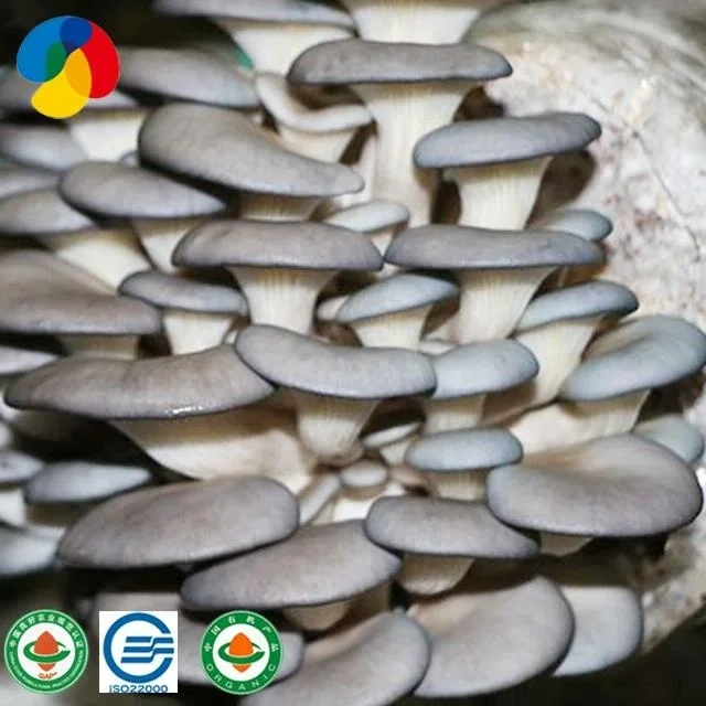 Qihe-Oyster-Mushroom-Logs.jpg