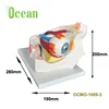 Human Eye in orbit 8-part human eye model 3 times Enlarged for education teaching