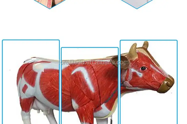 4 Cow anatomical model.jpg