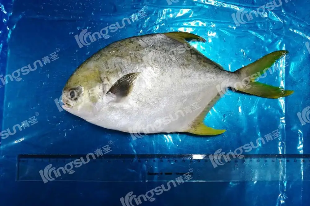 Golden pomfret (5).jpg