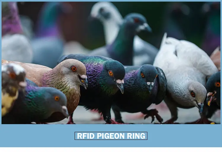 BENZiNG Pigeon Ring