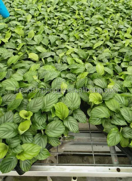 
Calathea orbifolia tray seedling H8-10cm 