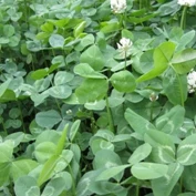 
freeze resistance Grass seed high quality Trifolium repens seeds Forage grass seeds 