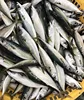 New Arrival BQF Frozen Pacific Mackerel 150-250g for Fishing Bait Importers in Africa