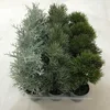 Hot Selling 21 cm (H) Mixed 3 Styles Pine & Pine Cone/Noble Pine/Flocked Grass on Plastic Pot x 12 pcs per Tray Artificial Plant