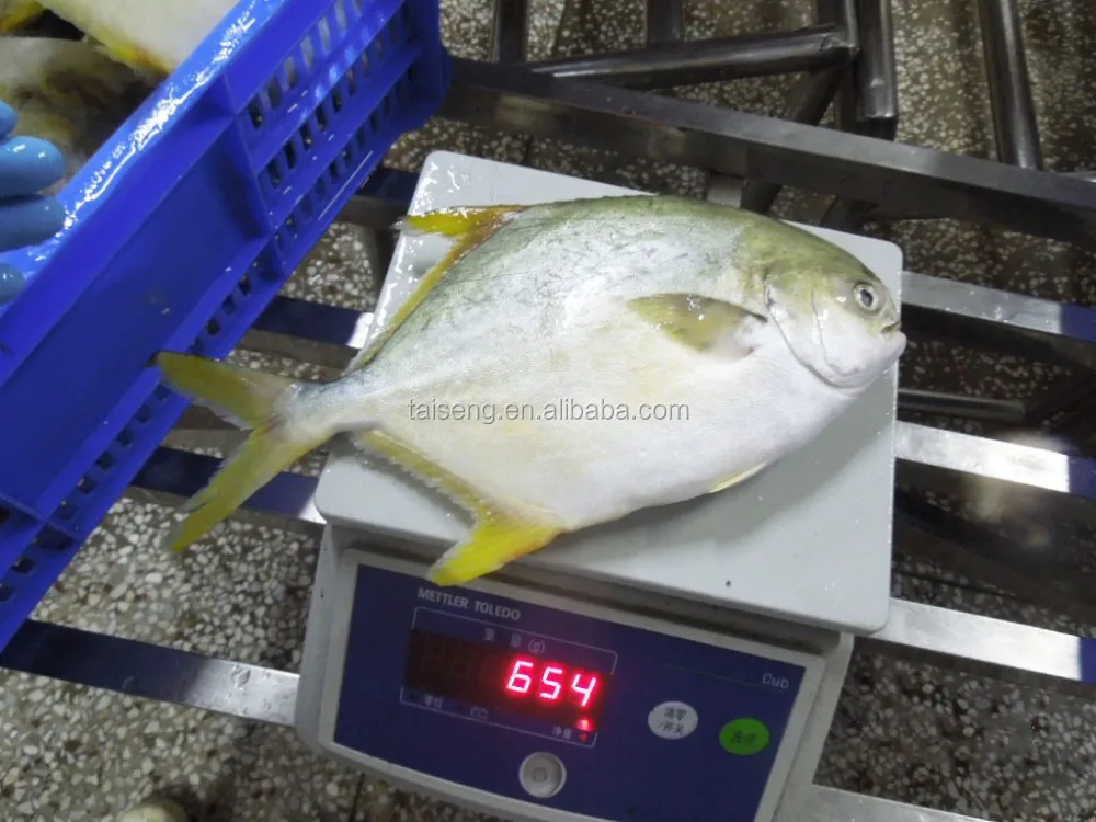 Ikan Pompano Beku Kualitas Tinggi Ikan Pompano Emas Buy Kualitas Tinggi Emas Bawal Beku Emas Pompano Bawal Beku Ikan Pompano Ikan Product On Alibaba Com