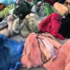 Real raccoon furs pelts/animal fur hide