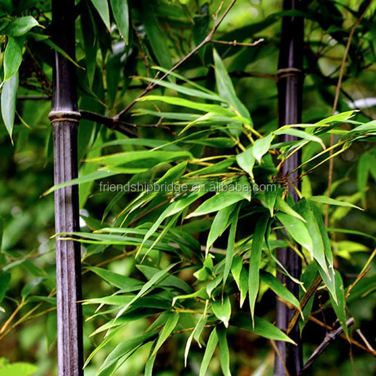 
Natural plant Bamboo seedling 