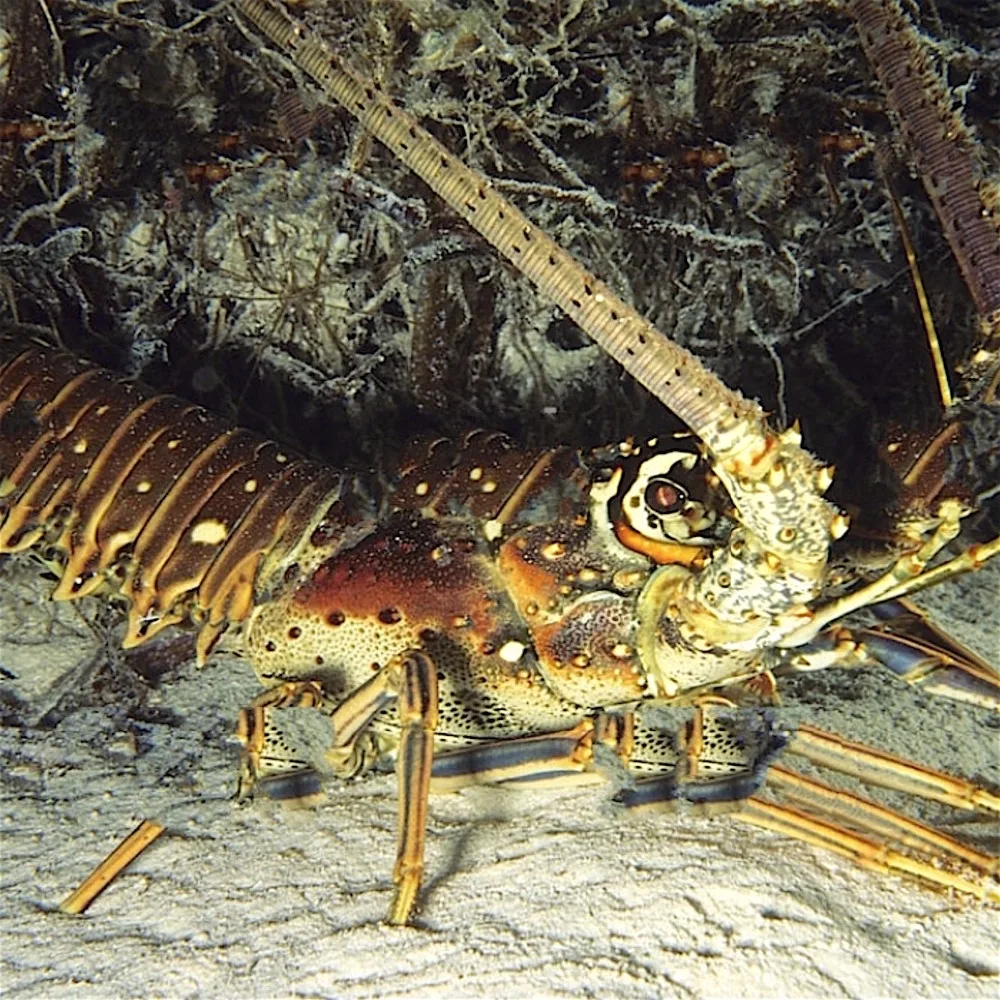 
Spiny Lobster 