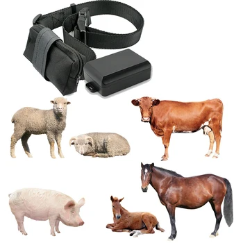 680+ Gambar Hewan Sapi Dan Kuda HD Terbaru
