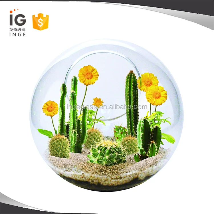 Terrarium Plants For Sale,Glass Plant Terrarium,Small Terrarium Buy