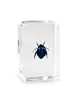 3D Blue Cockchafer resin embedded educational specimen for school