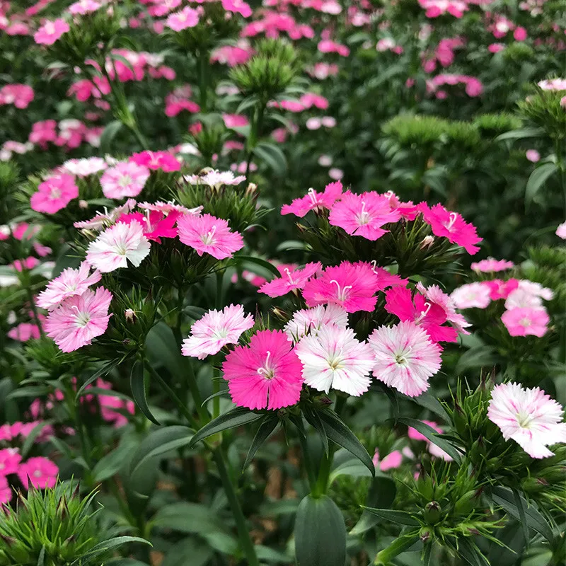 flowers online next day flowers bulk fresh flowers online acacia