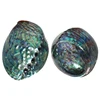 /product-detail/polished-natural-craft-price-large-raw-abalone-shell-62145902974.html