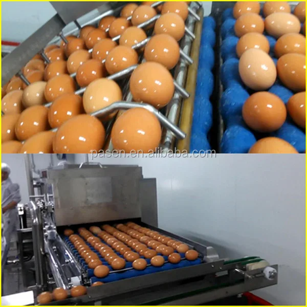 5000pcs/h Egg Yolk And White Separating Machine,Egg Cracker Machine