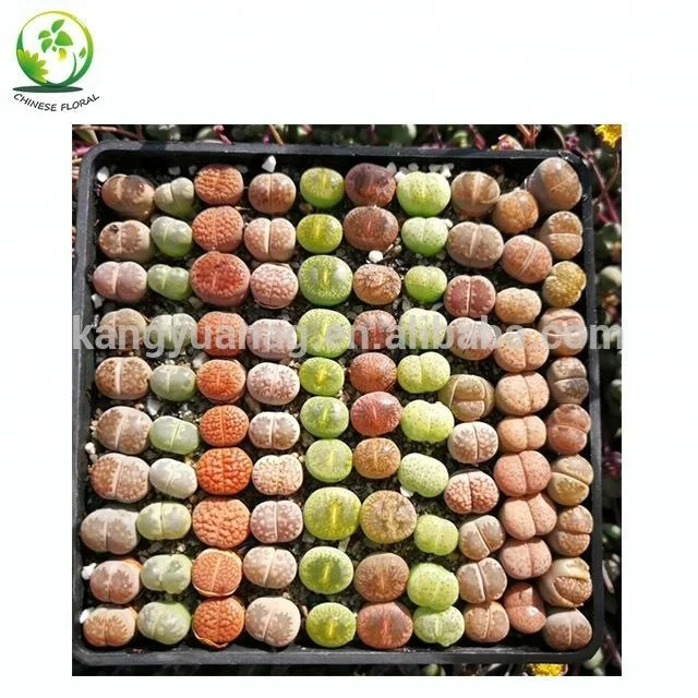 
Lithops 1-3cm for wholesale 