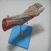 HOT SALE medical muscles of foot with main vessels and nerves human foot anatomy