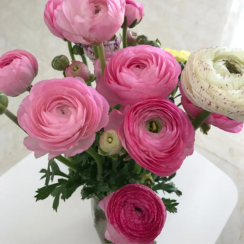 Wholesale Fresh Flowers Petty Peony Flower Delivery For Florist - Buy ...