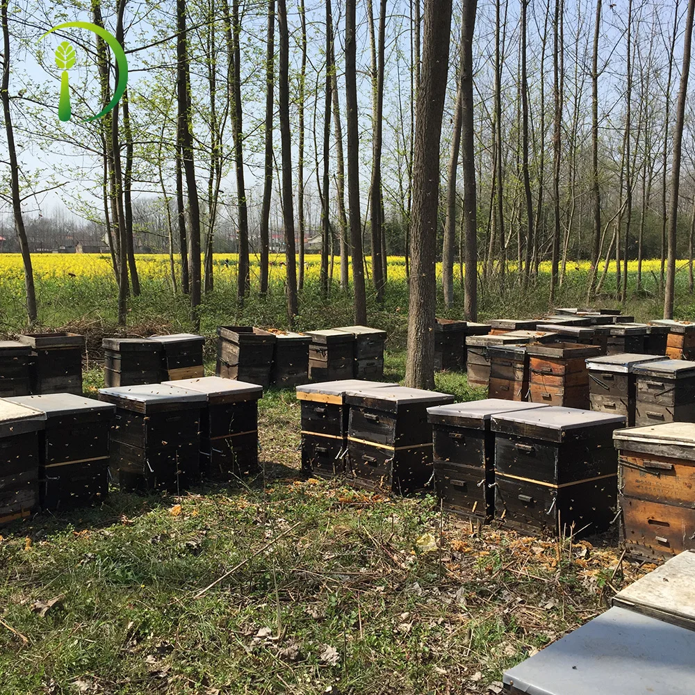 
Honey Syrup for All Kinds of Flavored Syrup 