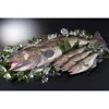 Japanese Frozen Fish Pacific Cod 600g Up