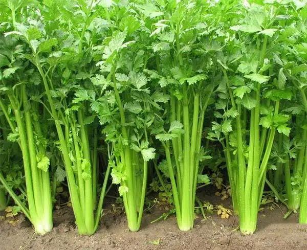 Qin Cai Agriculture Indian Vegetable Seeds Celery Seed - Buy Celery ...