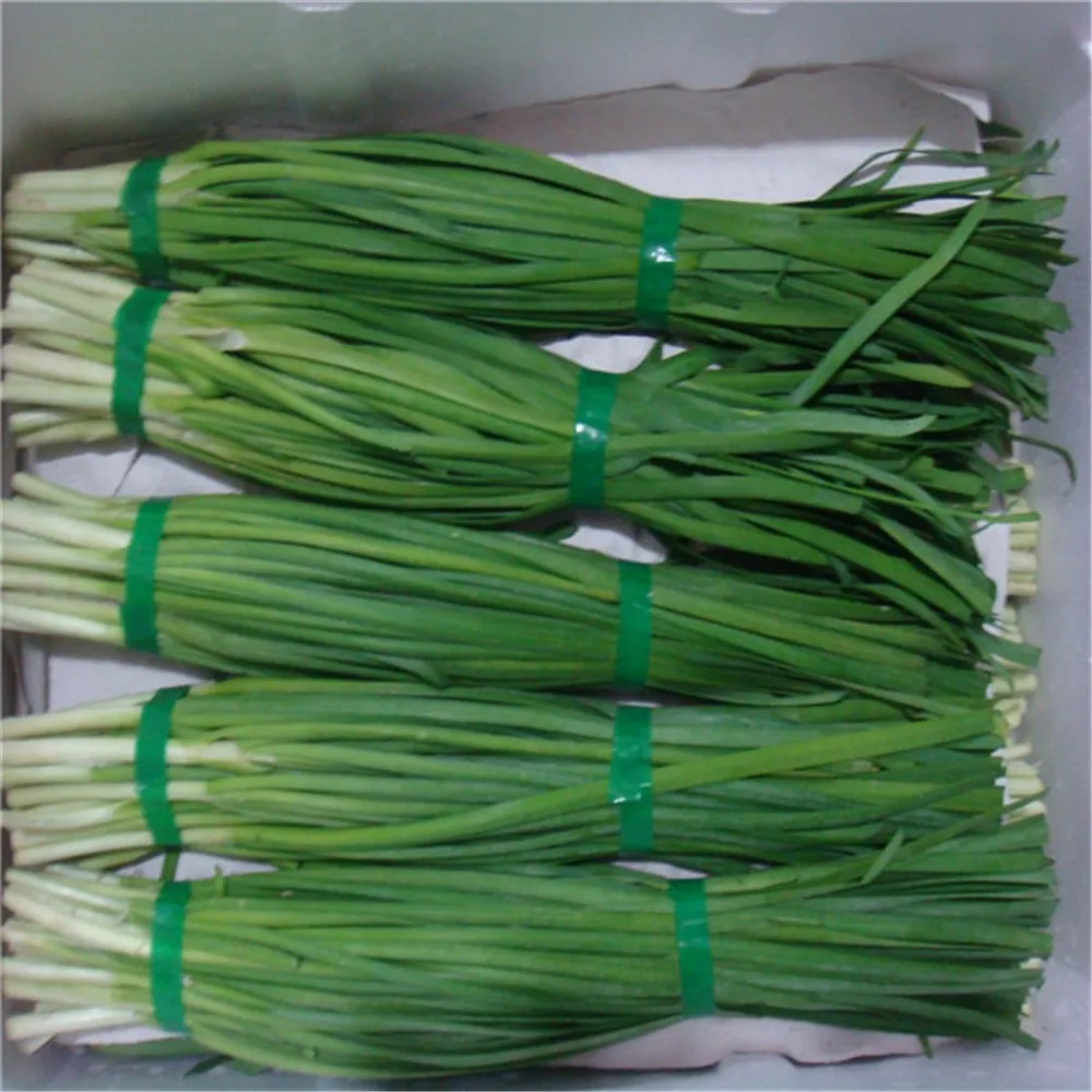 Yellow Chinese Chives Buy Frozen Chives,Fresh Chives,Chinese Chives