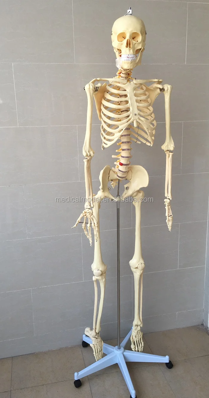 Classic Medical Human Anatomy Standard Skeleton Model 170cm - Buy