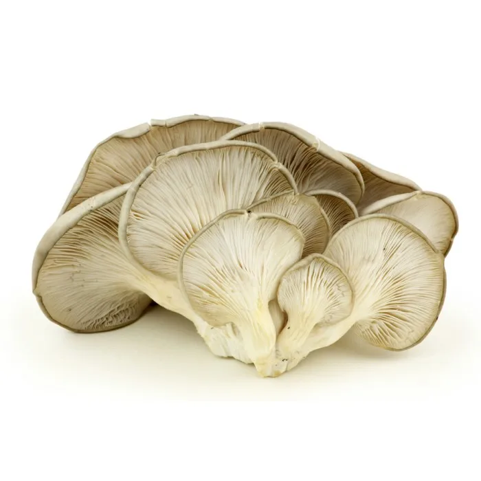 
China Dried oyster mushroom for sale oyster mushrooms 1k 