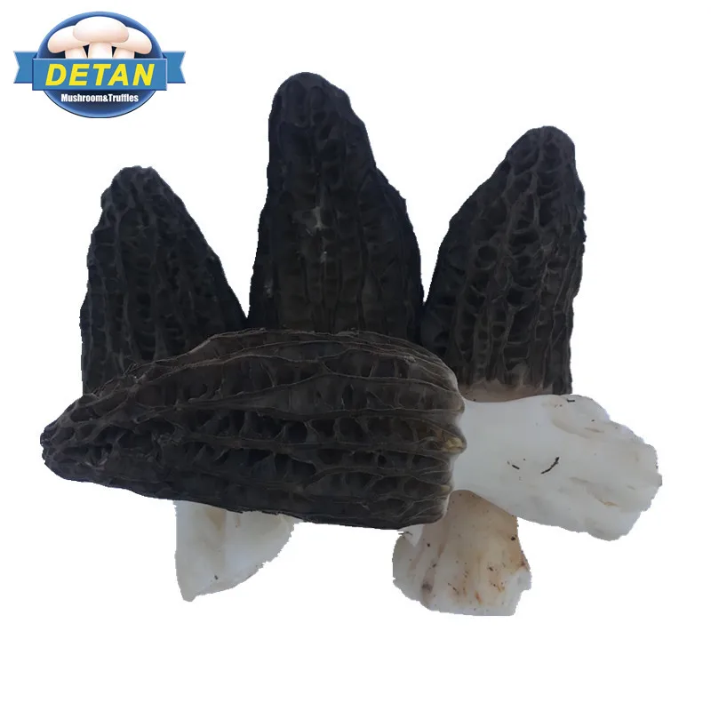 
Detan Wild Morehella/Names of Mushrooms 