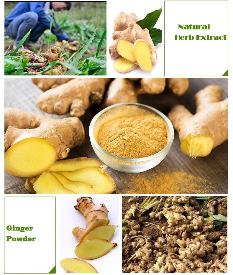 Food Spice Fresh Dehydrated Dried Water Soluble Organic Yellow Ginger