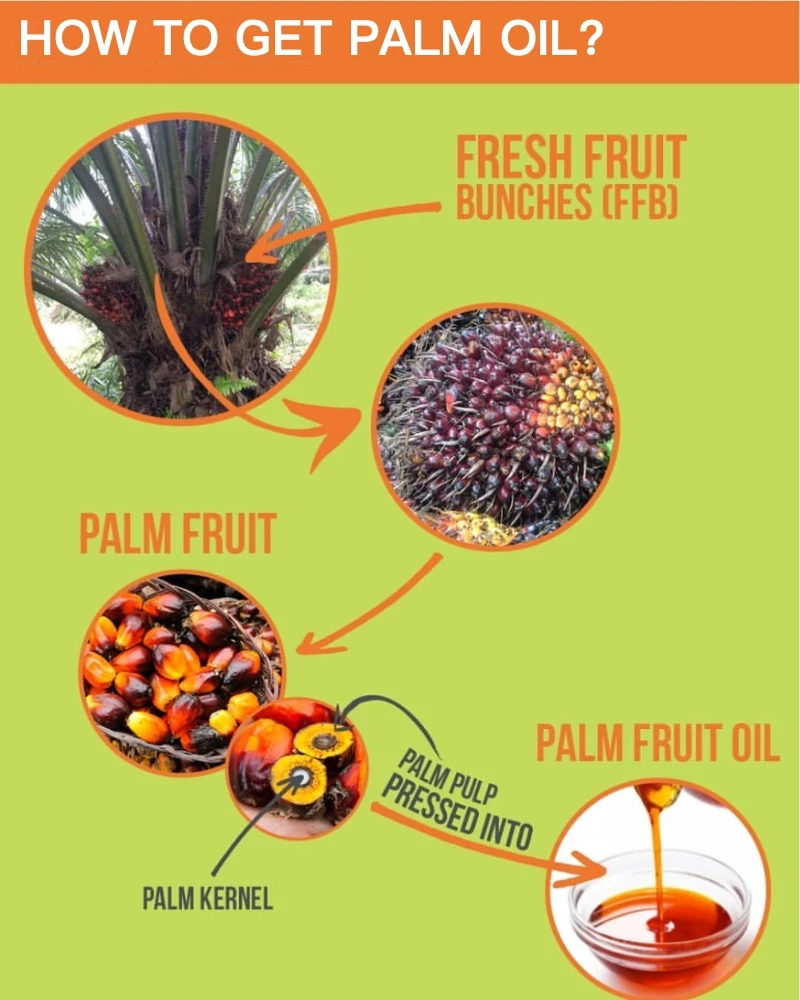 Продукты содержащие пальмовое масло. What is Palm Oil.