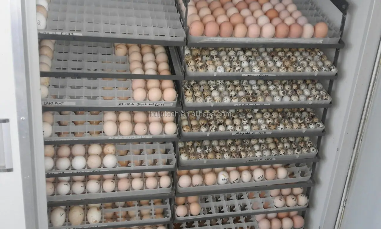 egg trays.jpg
