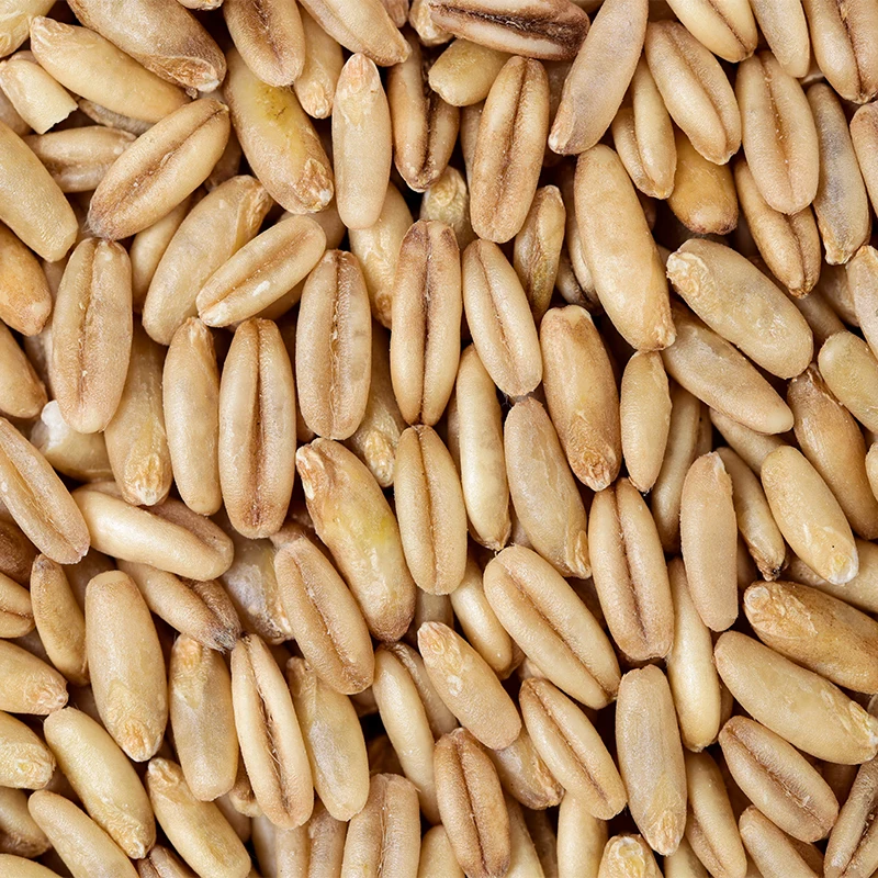Oats Seeds Buy Oats,Best Grade Oats,Best Grade Oats And Oats Seeds