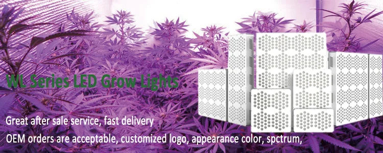 High Quality Hoticulture Plant LED Grow Lamps Indoor For Orchid Plant