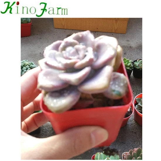 
Cactus And Succulent 