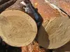 Iroko, mahogany, padauk, sapelli, doussie, pachyloba, wenge, bubinga, acajou, tali, teak logs, Sawn Lumber and deck