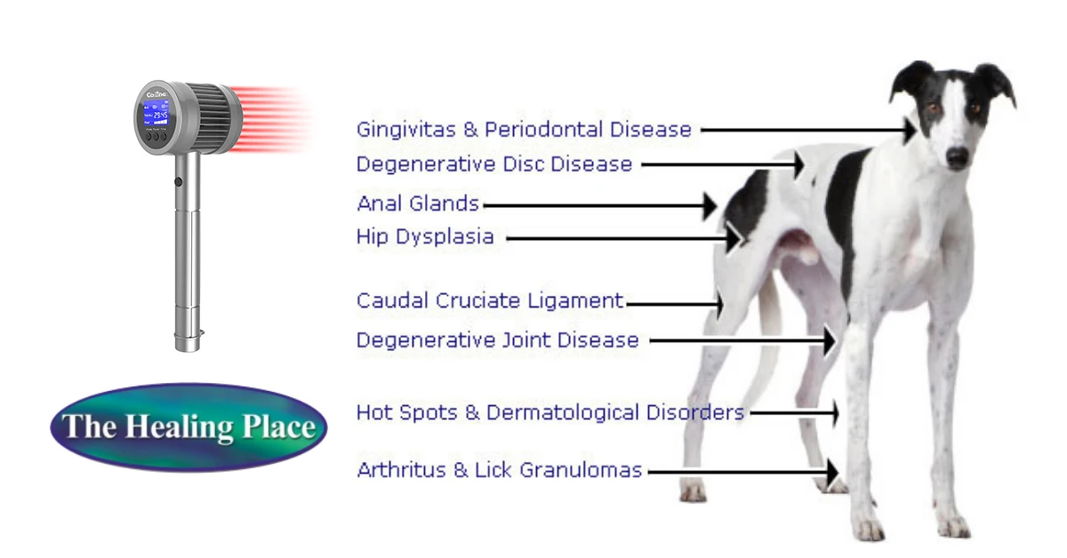 Cozingt03 Veterinarian Wanted Portable Soft Medical Laser Therapy