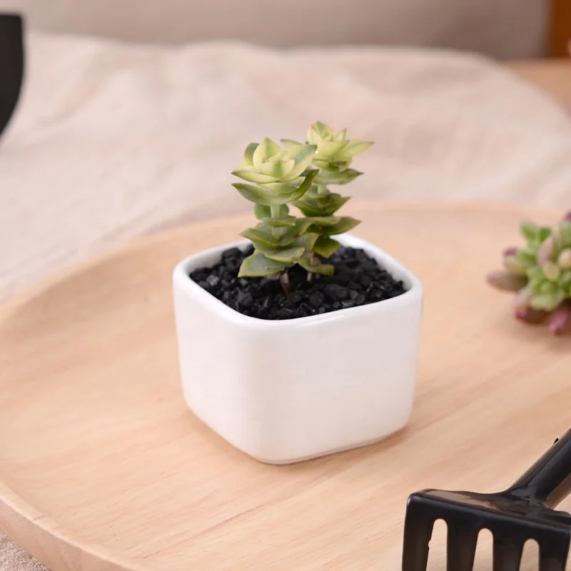 
Simple rounded square mini fleshy plant ceramic flower pot 