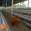 nigeria chicken farm cage 128 egg chicken layer cage price battery cage chicken for sale