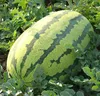 MW03 Gaoshai Oval shape red watermelon hybrid seeds in melon seeds