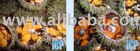 
Iceland Wild Sea Urchin 